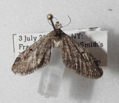 Eupithecia perfusca