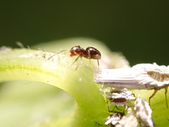 Brachymyrmex