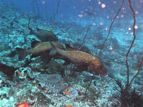 Harlequin Sweetlips — seen at this dive site