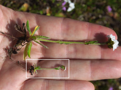 Plagiobothrys tenellus