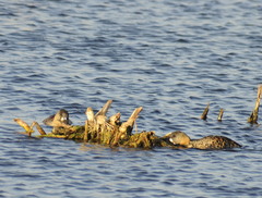 Thalassornis leuconotus