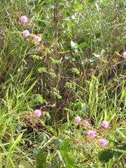 Mimosa foliolosa
