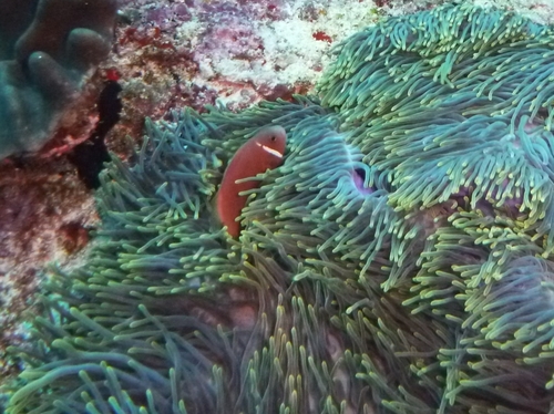 Blackfin Anemonefish — seen at this dive site