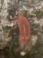 Androniscus dentiger