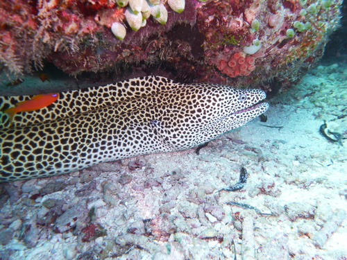 Laced Moray — seen at this dive site