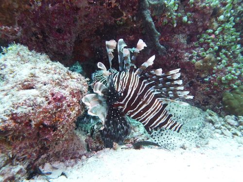 Indian Lionfish — seen at this dive site