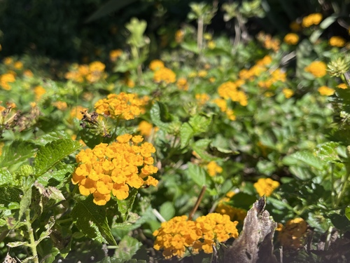 Lantana montevidensis observed 2022-01-31