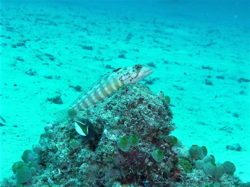 Maldivian Sandperch — seen at this dive site