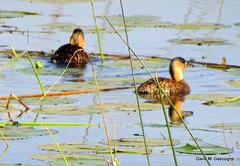 Thalassornis leuconotus