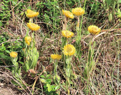 Helichrysum aureum