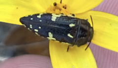 Acmaeodera flavosticta
