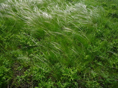 Stipa lessingiana