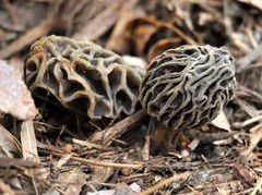Morchella rufobrunnea