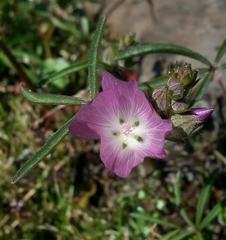 Sidalcea hartwegii
