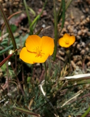 Eschscholzia lobbii