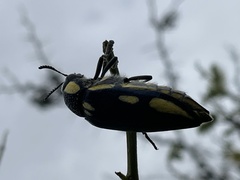 Sternocera orissa orissa