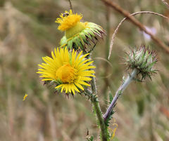 Berkheya decurrens