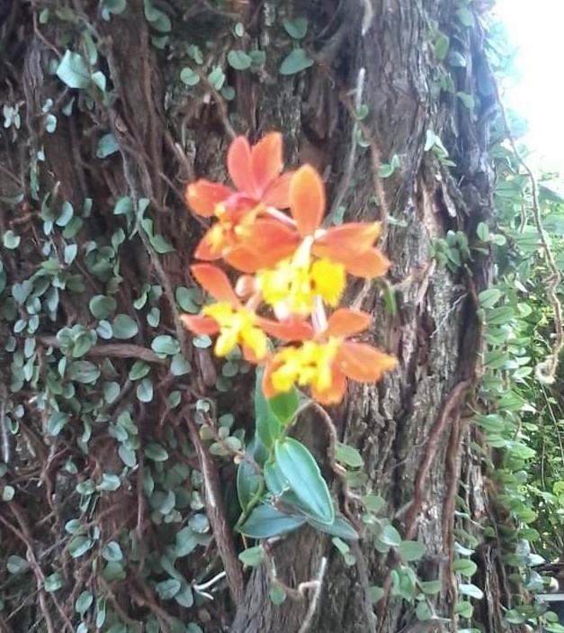 Epidendrum fulgens