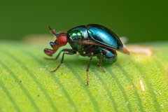 Spaniocelyphus cognatus
