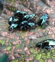 Altica bicarinata