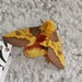 Citheronia laocandensis - Photo (c) Kozue Kawakami, algunos derechos reservados (CC BY-SA), subido por Kozue Kawakami