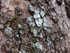 Lecanora appalachensis