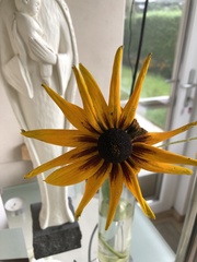 Rudbeckia