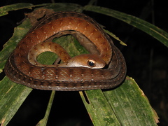 Dendrophidion dendrophis