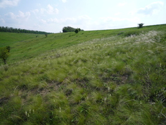 Stipa lessingiana