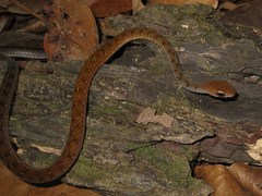 Dendrophidion dendrophis