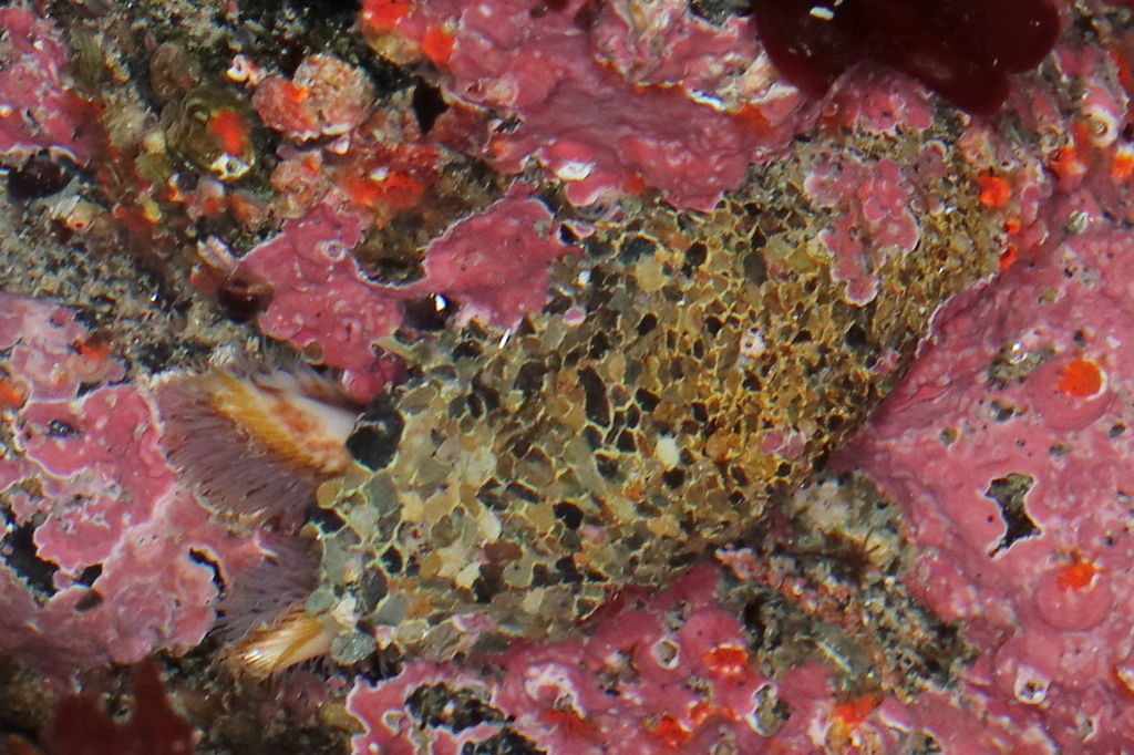 Stone-cave Sandmason Tubeworm