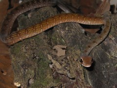 Dendrophidion dendrophis