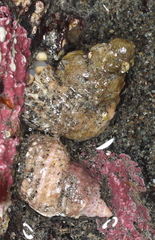 Trichotropis cancellata