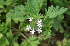 Glandularia quadrangulata