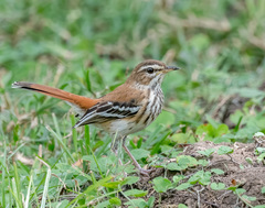 White-Browed Scrub Robin photo 2