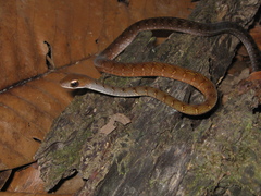 Dendrophidion dendrophis