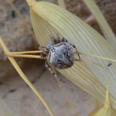 Araneus grossus