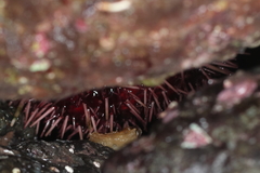 Strongylocentrotidae