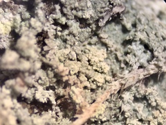 Lecanora appalachensis