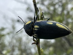Sternocera orissa orissa