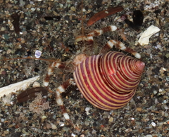 Pagurus caurinus