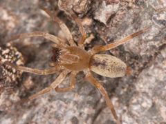 Araneae