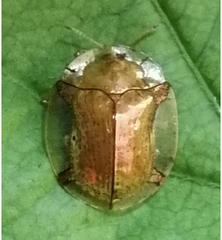 Aspidimorpha infuscata