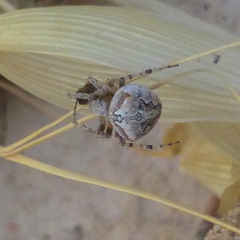 Araneus grossus
