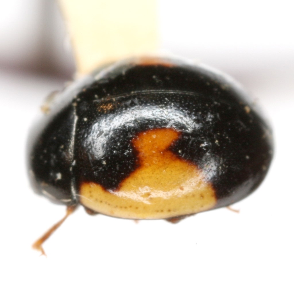 Ribboned Sigil Lady Beetle