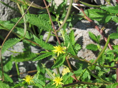 Corchorus siliquosus