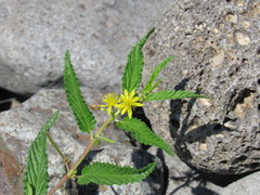 Corchorus siliquosus