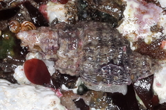 Paciocinebrina interfossa