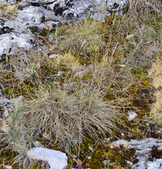 Festuca indigesta