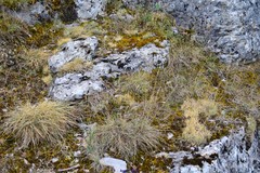 Festuca indigesta